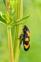 Black and red froghopper (Cercopis vulnerata) sunning on a Bedstraw stem in a meadow, Wiltshire, UK, May.