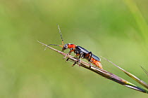 Black and red soldier beetle (Cantharis rustica) about to take off from a flowering grass in a chalk grassland meadow, Wiltshire, UK, May.