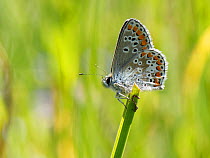 Brown argus butterfly (Aricia agestis) sunning in a chalk grassland meadow, Wiltshire, UK, May.