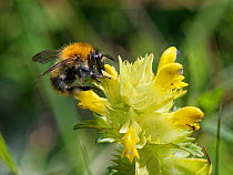 Common carder bumblebee (Bombus pascuorum) nectaring on Yellow rattle (Rhinanthus minor) flowers in a chalk grassland meadow, Wiltshire, UK, May.