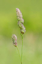Cock's foot grass (Dactylis glomerata) flowering on chalk grassland, Great Cheverell Hill, Salisbury Plain, Wiltshire, UK, May.