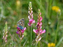 Common blue butterfly (Polyommatus icarus) nectaring on Sainfoin (Onobrychis viciifolia) flowers on a chalk grassland slope, Great Cheverell Hill, Salisbury Plain, Wiltshire, UK, May.