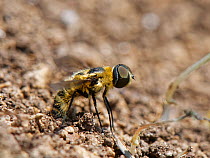 Downland villa bee fly (Villa cingulata) rubbing the tip of her abdomen in loose soil by a rabbit burrow to fill her sand chamber, where eggs are coated in sand, chalk grassland slope, near Bradford o...