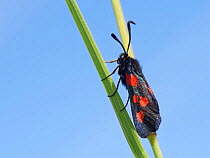 Narrow-bordered Five-spot burnet moth (Zygaena lonicerae) resting on grass stems in a chalk grassland meadow, Wiltshire, UK, May.