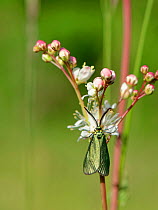 Forester moth (Adscita sp.) nectaring on a Fern-leaf Dropwort (Filipendula vulgaris) flower on a chalk grassland slope, Salisbury Plain, Wiltshire, UK, May.
