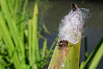 Furrow orb weaver / Foliate spider (Larinioides cornutus) female partly emerged from its silken retreat on a reed leaf on a river margin, Wiltshire, UK, July.
