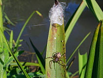Furrow orb weaver / Foliate spider (Larinioides cornutus) female emerged from its silken retreat on a reed leaf on a river margin, Wiltshire, UK, July.