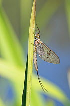 Green drake mayfly (Ephemera danica), newly emerged on a riverside reed, Wiltshire, UK, May.