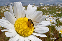 Hoverfly (Eupeodes corollae) nectaring on an Oxeye daisy / Marguerite (Leucanthemum vulgare) in a conservation flower border around an arable crop, Wiltshire, UK, July.