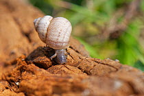 Land winkle / Round-mouthed snail (Pomatias elegans), a land snail with an operculum, closely related to marine snails, on the move on a chalk grassland slope, near Bradford on Avon, Wiltshire, UK, Ju...