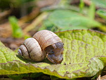 Land winkle / Round-mouthed snail (Pomatias elegans), a land snail with an operculum, closely related to marine snails, emerging from its shell on a chalk grassland slope, near Bradford on Avon, Wilts...
