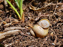 Land winkle / Round-mouthed snail (Pomatias elegans), a land snail closely related to marine snails, positioned to show its tough operculum, on a chalk grassland slope, near Bradford on Avon, Wiltshir...