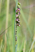 Meadow plant bug (Leptopterna dolabrata) nymph well camouflaged on a flowering Quaking grass (Briza media), in a chalk grassland meadow, Wiltshire, UK, May
