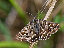 Mother Shipton moth (Callistege mi) with wing patterns resembling the profile of a witch's face, resting on grass flowers in a chalk grassland meadow, Wiltshire, UK, May.