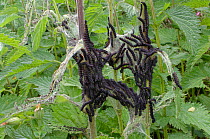Peacock butterfly (Inachis io) newly emerged caterpillars feeding in a dense group on Common nettle (Urtica dioica) leaves with remains of silk tents they hatched from visible, Wiltshire, UK, June.