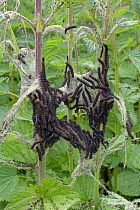 Peacock butterfly (Inachis io) newly emerged caterpillars feeding in a dense group on Common nettle (Urtica dioica) leaves with remains of silk tents they hatched from visible, Wiltshire, UK, June.