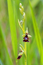 Fly orchid (Ophrys insectifera). Bath and Northeast Somerset, England, UK. May.