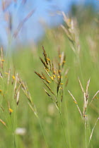 Upright brome grass (Bromus erectus). Wiltshire, England, UK. May.