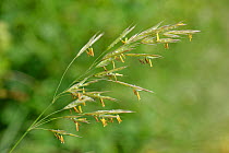 Upright brome grass (Bromus erectus) with yellow anthers. Salisbury Plain, Wiltshire, England, UK. May.