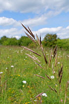 Upright brome (Bromus erectus) in chalk grassland. Great Cheverell Hill SSSI, Salisbury Plain, Wiltshire, England, UK, May.