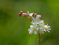 Dropwort (Filipendula vulgaris). Salisbury Plain, Wiltshire, England, UK. May.