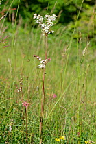 Dropwort (Filipendula vulgaris) in chalk grassland. Salisbury Plain, Wiltshire, England, UK. May.