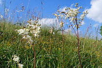 Dropwort (Filipendula vulgaris) in chalk grassland. Salisbury Plain, Wiltshire, England, UK. May.
