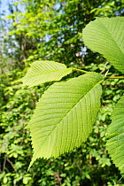 Wych elm (Ulmus glabra), freshly opened leaves. Wiltshire, England, UK. May.