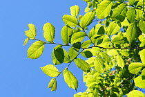 Wych elm (Ulmus glabra), freshly opened leaves. Wiltshire, England, UK. May.