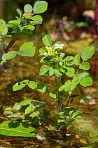Water cress (Nasturtium officinale). Wiltshire, England, UK. May.