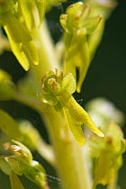 Common twayblade (Neottia ovata) close up. Northeast Somerset, England, UK. May.
