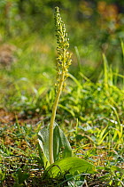 Common twayblade (Neottia ovata) in chalk grassland, Northeast Somerset, England, UK. May.