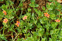 Scarlet pimpernel (Lysimachia arvensis). Wiltshire, England, UK. May.