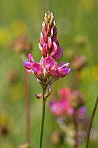 Sainfoin (Onobrychis viciifolia) in chalk grassland. Great Cheverell Hill SSSI, Salisbury Plain, Wiltshire, England, UK. May.