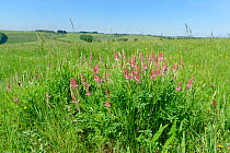 Sainfoin (Onobrychis viciifolia) in chalk grassland. Great Cheverell Hill SSSI, Salisbury Plain, Wiltshire, England, UK. May 2020.