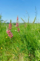 Sainfoin (Onobrychis viciifolia) in chalk grassland. Great Cheverell Hill SSSI, Salisbury Plain, Wiltshire, England, UK. May.