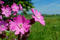 Red campion (Silene dioica). Wiltshire, England, UK. May.