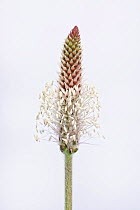 Hoary plantain (Plantago media) on white background. Salisbury Plain SSSI, Wiltshire, England, UK. May.