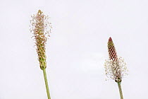 Hoary plantain (Plantago media), two flowers on white background. Salisbury Plain SSSI, Wiltshire, England, UK. May.