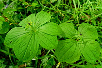 Herb Paris (Paris quadrifolia), two plants, one with whorl of six leaves, the other with more typical whorl of four leaves. Wiltshire, England, UK. May.