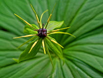 Herb Paris (Paris quadrifolia), close up. Wiltshire, England, UK. May.