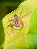Running crab spider (Philodromus dispar) juvenile male hunting on leaf. Wiltshire, England, UK. April.