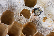 German wasp (Vespula germanica) emerging from brood cell sealed with silk, inside wasp nest. Wiltshire, England, UK. July.