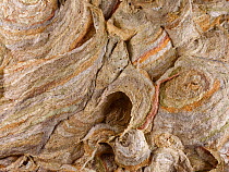 German wasp (Vespula germanica) nest surface built from layers of chewed wood fibres. Wiltshire, England, UK. July.