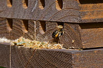 Wood-carving leafcutter bee (Megachile ligniseca) female entering nest hole in insect hotel, it has enlarged the hole by scraping out wood fibres. Wiltshire, England, UK. June.