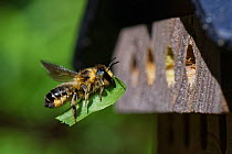 Wood-carving leafcutter bee (Megachile ligniseca) female in flight, carrying leaf to line brood cell in insect hotel. Wiltshire, England, UK. July.