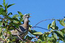 Wood pigeon (Columba palumbus) juvenile swallowing Morello cherry (Prunus cerasus). Wiltshire, England, UK. June.