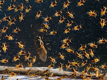 Yellow swarming fly (Thaumatomyia notata) swarm aggregating between window panes, alongside Cluster fly (Pollenia sp). Wiltshire, England, UK. September.