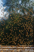 Yellow swarming fly (Thaumatomyia notata) swarm aggregating between window panes, alongside Cluster fly (Pollenia sp). Wiltshire, England, UK. September.
