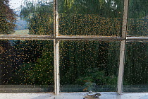 Yellow swarming fly (Thaumatomyia notata) swarm aggregating between window panes. Wiltshire, England, UK. September.